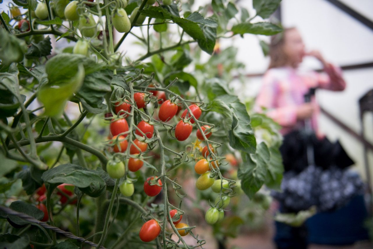 7岁的卡拉·德贝瑞在德贝瑞农场的温室里吃西红柿，她是加勒特种植者合作社的一名参与者。该合作社为其CSA成员包装新鲜农产品箱，最近还发起了一项倡议，以折扣的方式向低收入居民提供这些盒子。
