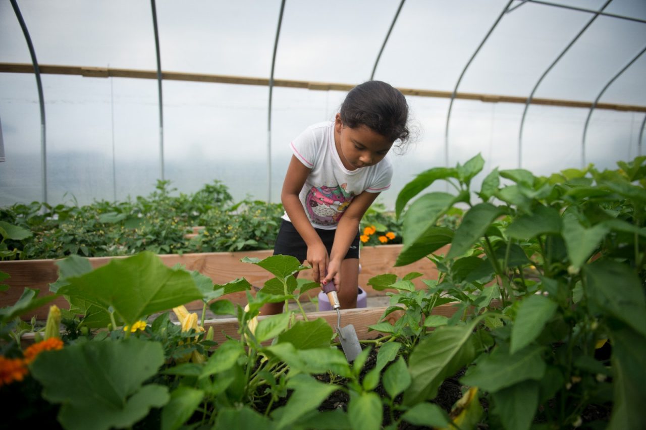 6岁的Azzilou Williams在卡特劳古斯儿童早期学习中心的棚屋里挖洞。这个草棚是“食物就是我们的药物”项目的一部分，这里种植着一些传统作物，如熊豆和野生草莓。